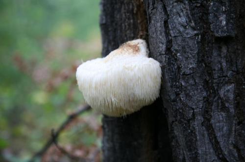 土特产枞树菌 枞树菌的功效和价值