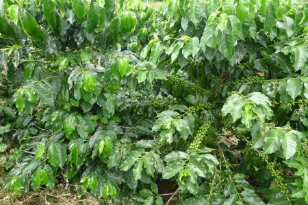 美洲特产咖啡豆 南美哥伦比亚产什么咖啡豆