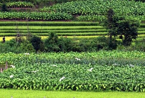 普洱茶属于哪个地区的特产茶 普洱茶属于哪个省份的特产