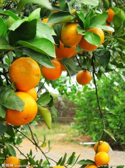 潮州特产柑桔介绍词 潮州特别甜的水果是什么