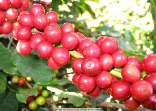 巴新特产高地咖啡 印尼特产咖啡价格