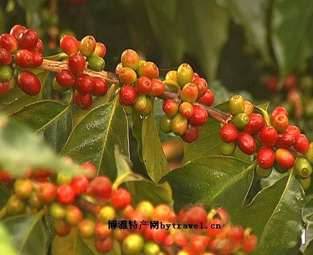 巴西特产有咖啡豆 巴西最出名的咖啡豆