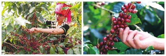 缅甸特产有咖啡 哪里能买到缅甸咖啡
