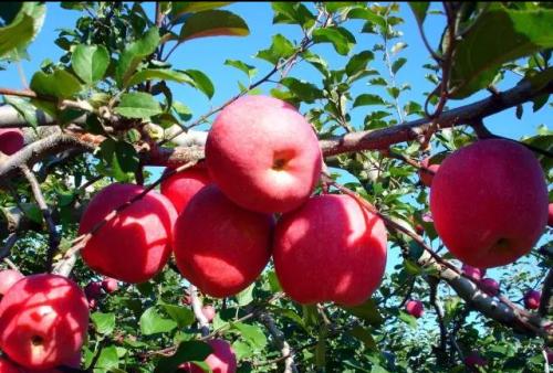 陕西特产有苹果介绍 陕西哪个地方的苹果最出名