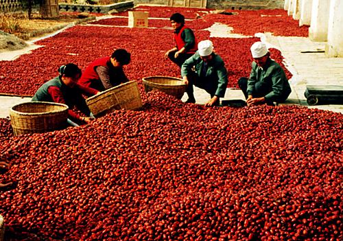 新疆特产若羌红枣的价格 新疆若羌枣500g图片