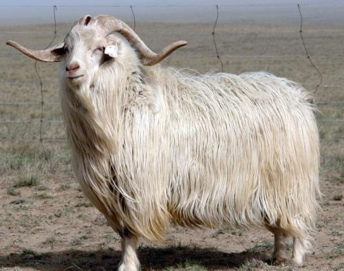 新疆特产山羊 新疆本地山羊