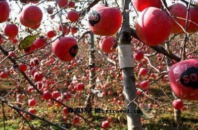 贵州特产奇异果 贵州特产野生水果图片