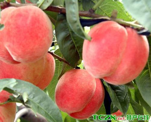 平谷特产大桃脆甜 北京平谷大桃哪个地方的最好吃