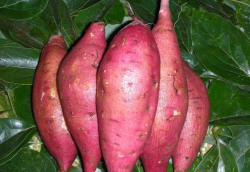 中国的土特产是红薯 农产品土特产红薯简介