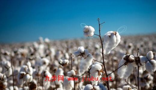 棉花的特产是什么 最好的棉花出产在哪里