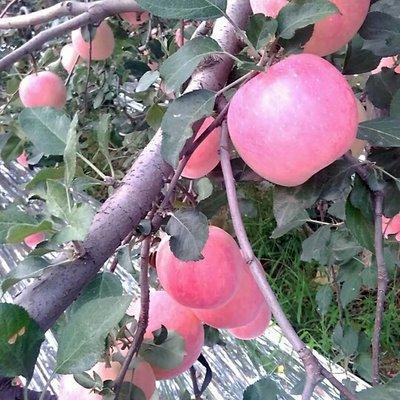 红富士苹果哪里的特产 红富士苹果产地在哪里的最好吃
