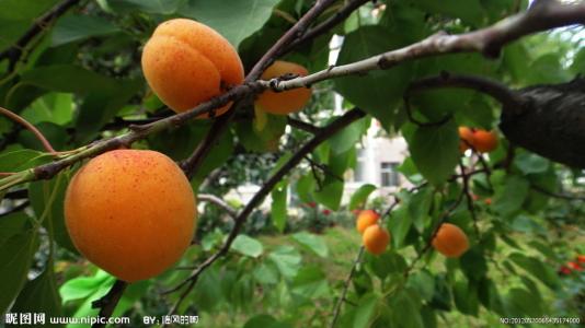 黄杏是哪特产 什么地方产的黄杏最好