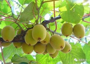 渭南的水果特产是什么 渭南土特产目录