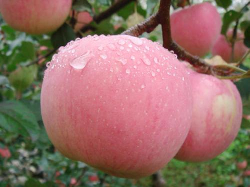 灵宝特产苹果排名 灵宝苹果在全国排名