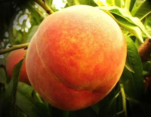 铜川苹果特产 铜川有什么特产的水果