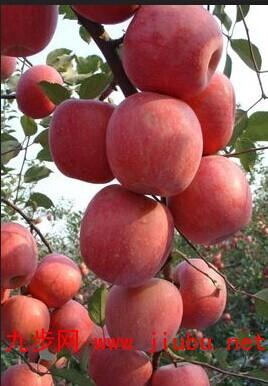 红富士烟台特产苹果 烟台红富士苹果最好吃品种