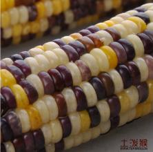 杭州玉米特产批发市场电话 浙江杭州甜玉米批发市场价格