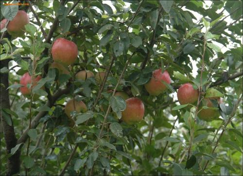 陕西洛川苹果是不是中国的特产 陕西延安洛川县最正宗苹果