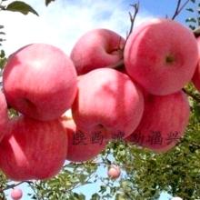 陕西的特产苹果叫什么 陕西的苹果还是甘肃的苹果好吃