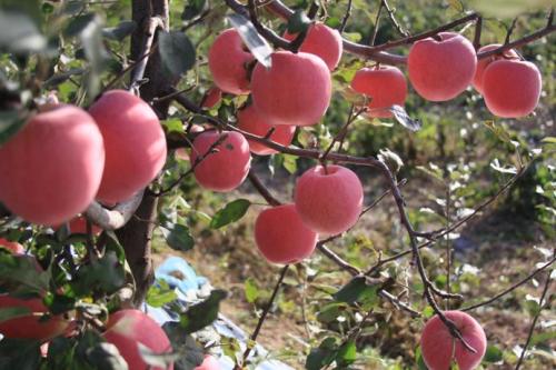 家乡的苹果特产介绍一下 家乡的特产苹果简单介绍一下