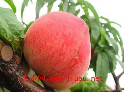 北方特产桃子 天津特产桃子是什么品种