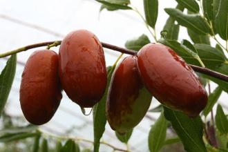 咸阳的水果都有哪些特产 陕西每月份的特产水果