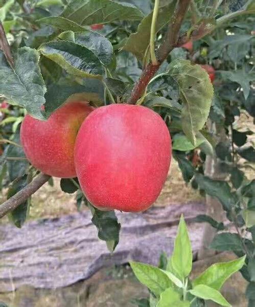 嘎嘣脆的苹果是哪里的特产 哪里出产的苹果脆又甜