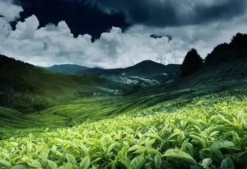春茶特产 中国最吸引人的春茶