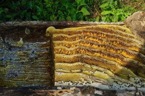 大奎土特产 蜂蜜 客家土蜂蜜的价格