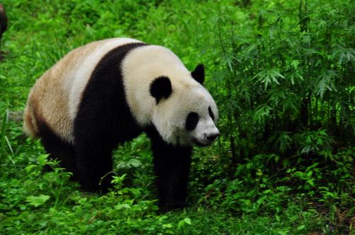 成都熊猫特产超市公仔多少钱 成都哪儿可以买熊猫公仔