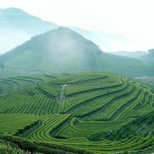 武汉茶叶特产有哪些 武汉人喜欢喝哪里的茶叶