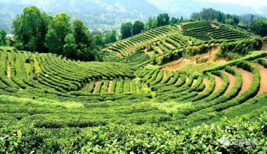 新疆特产茶叶推荐品种 