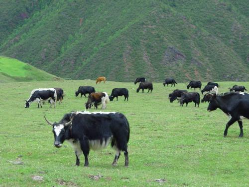 西北地区畜牧业特产 陕北地方特色畜牧品种