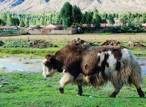 牦牛 肉干西藏特产全部 西藏特产牦牛肉干350克五香味