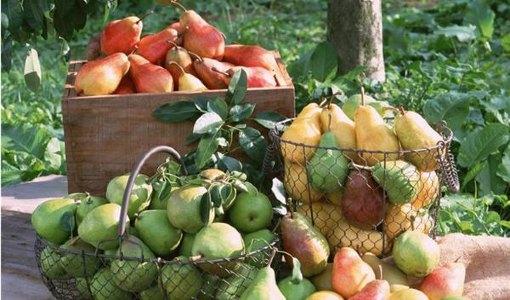 嘉峪关特产水果有哪些品种 嘉峪关十大特产介绍图片