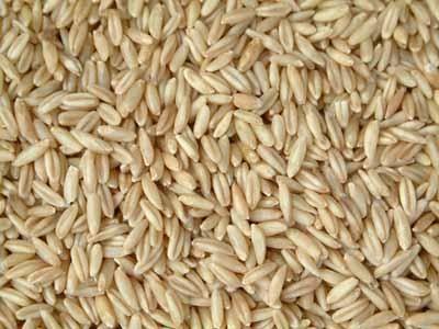 苏北特产大麦采子 大麦糁子图片