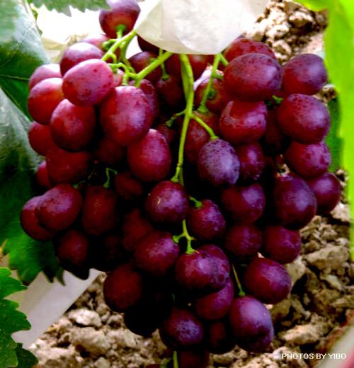 土特产葡萄种类 东北葡萄的种类及图片大全