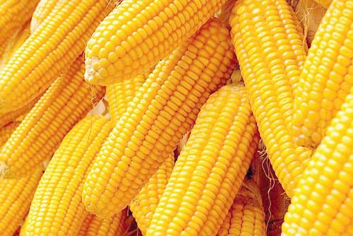 玉米糁河南特产 特产玉米糁