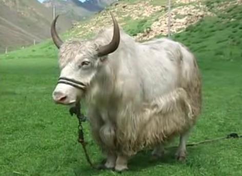 西藏特产牦牛奶泡 西藏特产牦牛干图片