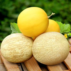 白兰瓜的特产是什么 甘肃的白兰瓜图片