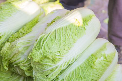 湄洲白菜特产 湄洲特色美食图片
