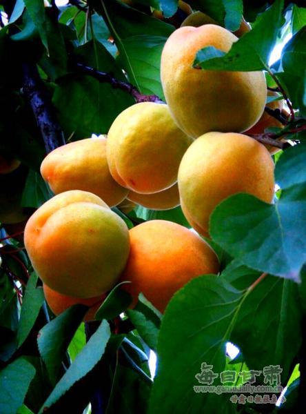 宁夏临夏特产是什么水果呀 临夏回族自治州水果的特产是什么