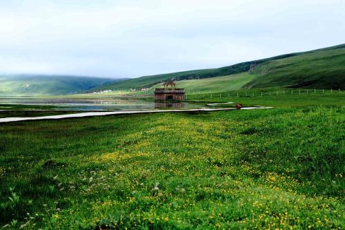 冬虫夏草是西藏土特产吗 西藏那曲冬虫夏草多少钱一条