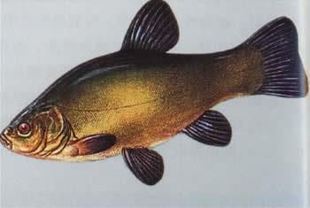 伏尔加河特产鱼类有哪些图片 