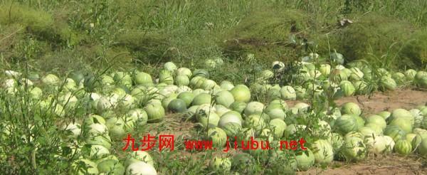 静海县特产水果 静海特产哪里产最好