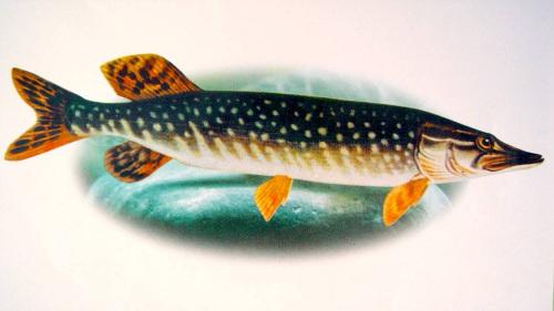 阿勒泰特产鱼类图片 阿勒泰特产有哪些食物