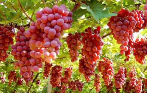 新疆特产干果特级绿香妃葡萄干 新疆干果葡萄干种类图片
