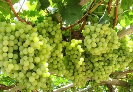 什么葡萄是新疆特产 新疆特产特别小的葡萄