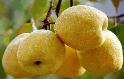 喀什6月份有什么水果特产 