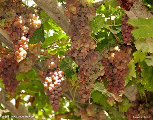 新疆特产美食葡萄是什么品种 现在新疆最好吃的葡萄是哪几种